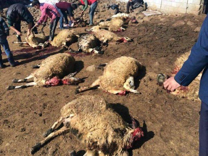 Sabah kalktı, koyunlarını ölü buldu G4