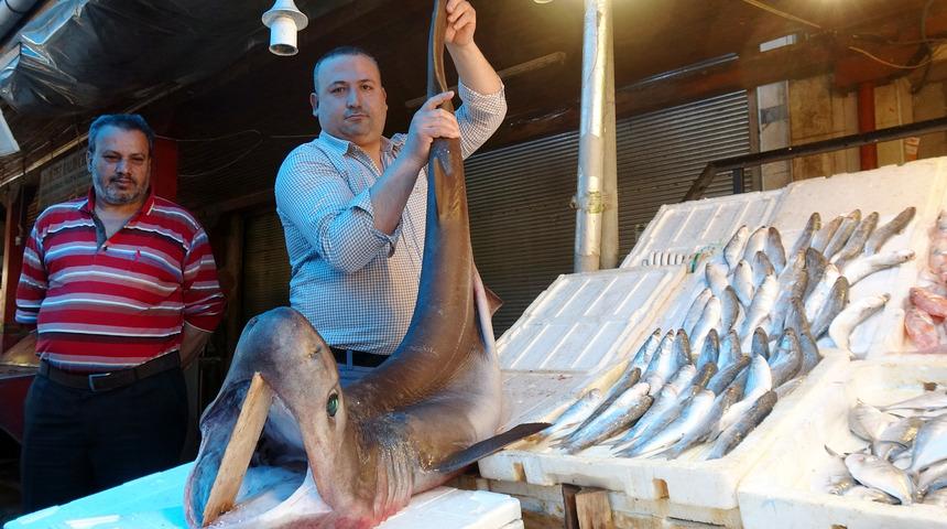 Mersin&rsquo;de pamuk cinsi k&ouml;pek balığı ağa takıldı