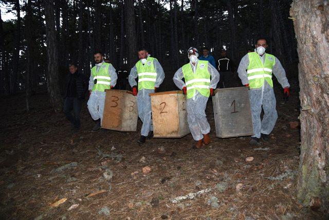 Kırmızı orman karıncalarına 'zorunlu göç'