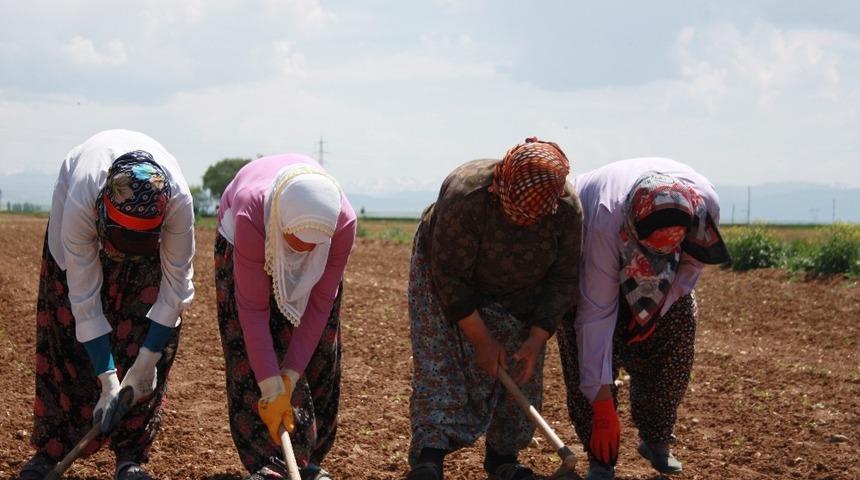 Elbistan&rsquo;da tarım iş&ccedil;ilerinin yevmiyesi 58 TL oldu