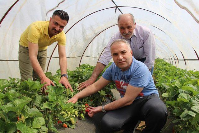 Yılın ilk çilek hasadına kaymakam eli değdi