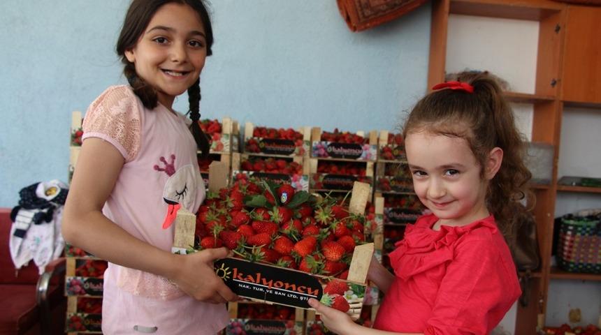 Yılın ilk &ccedil;ilek hasadına kaymakam eli değdi