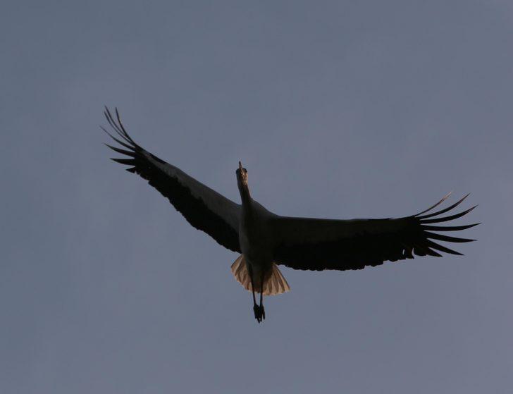 'Leylek köyü' sakinleri geldi! G3