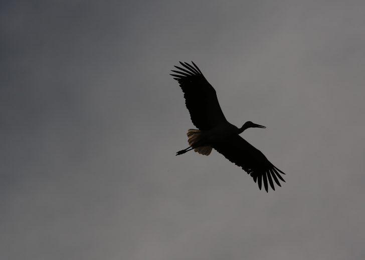 'Leylek köyü' sakinleri geldi! G4
