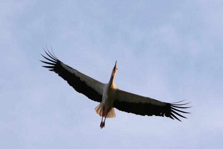 'Leylek köyü' sakinleri geldi! G5