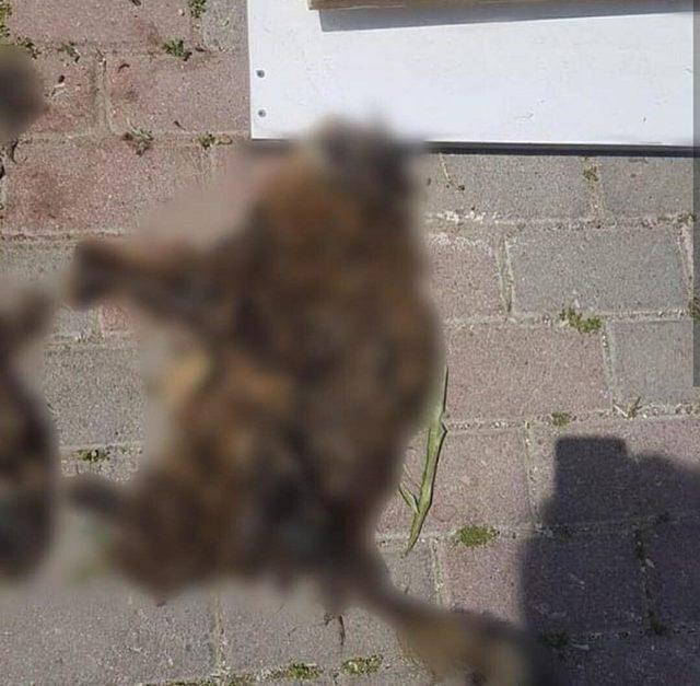 Parktaki kedi evini, içinde kedi varken yaktılar