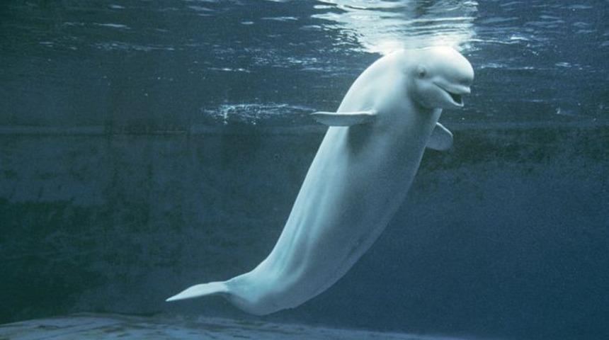 'Rus donanması casus balina kullanıyor olabilir'