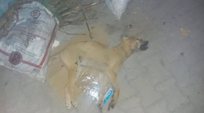 K&ouml;peği yaralayıp &ccedil;&ouml;pe attı, &ldquo;Tavuklarıma saldırdı&rdquo; dedi