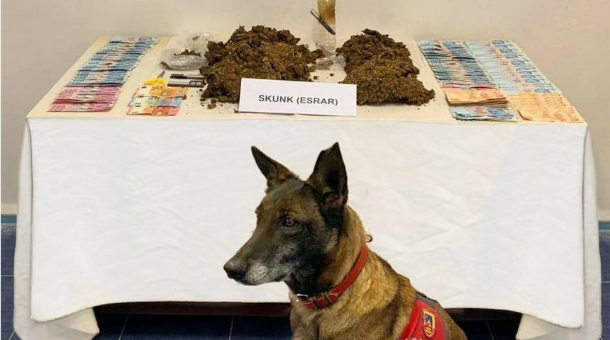 Narkotik K&ouml;pek &lsquo;&Ccedil;imen&rsquo;den ka&ccedil;ış yok