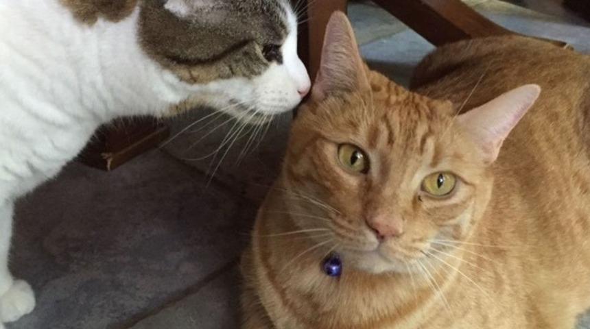 Bir kedi için 'kozmik cenaze töreni' düzenlenecek