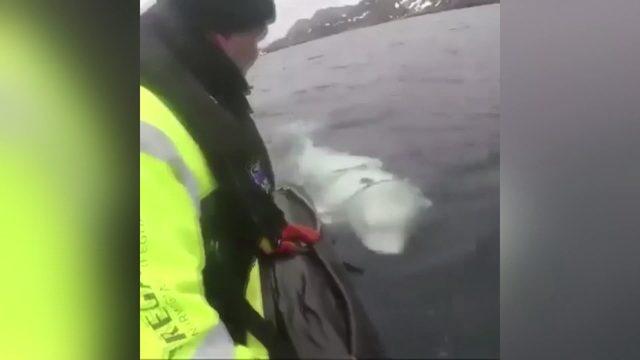 “Askılı balina Rus casusu olabilir”