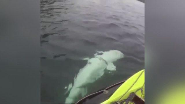 “Askılı balina Rus casusu olabilir”