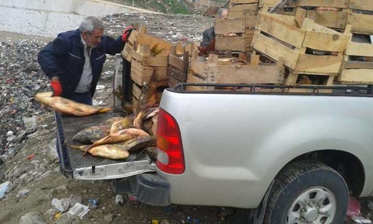 Elazığ�da 900 kilo kaçak balık ele geçirildi trend
