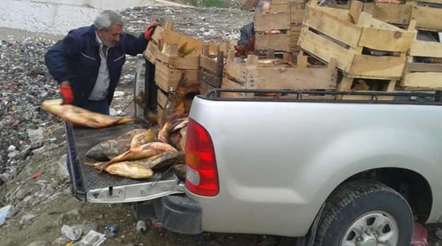 Elazığ'da 900 kilo ka&ccedil;ak balık ele ge&ccedil;irildi