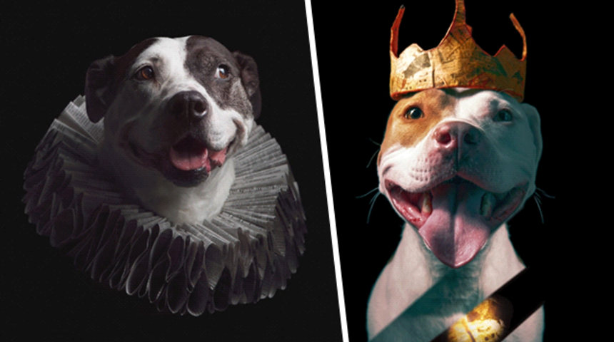 Köpeklere geri dönüştürülmüş malzemelerden harika kostümler