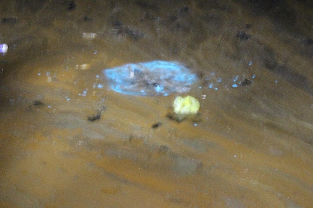 (&Ouml;zel) Alg patlaması denizin rengini değiştirdi