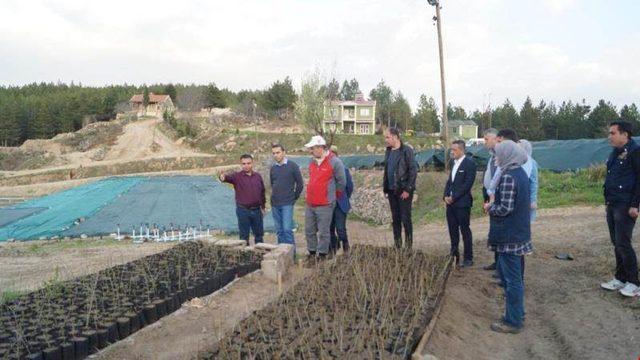 Vali Toraman Emet’te ormancılık faaliyetlerini inceledi