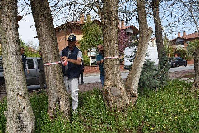 Dede Korkut Parkı’nda bakım ve budama çalışmaları