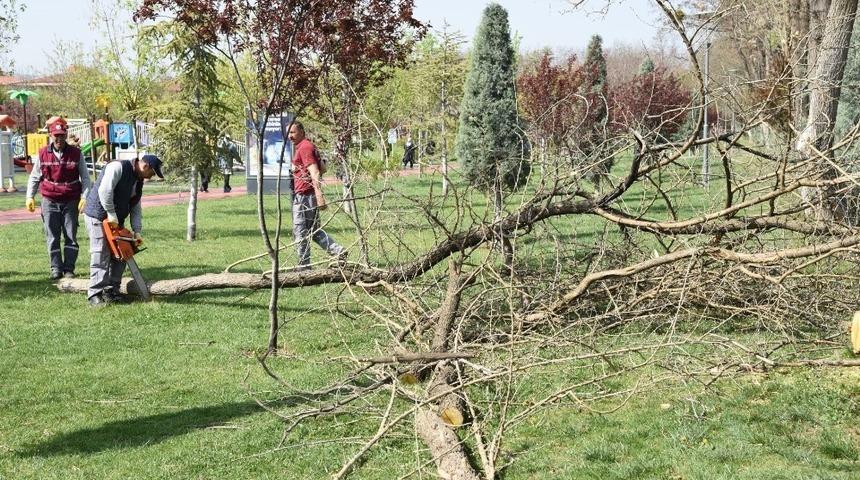 Dede Korkut Parkı’nda bakım ve budama çalışmaları