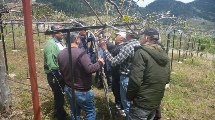 Adanalı &ccedil;ift&ccedil;iler kivi &uuml;retecek