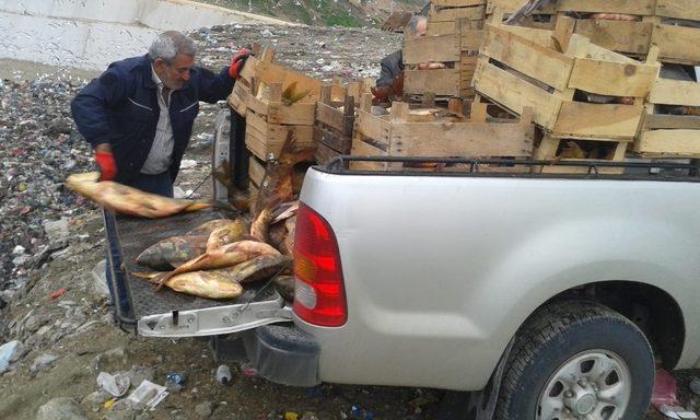 Elazığ’da 900 kilo kaçak avlanan balık yakalandı