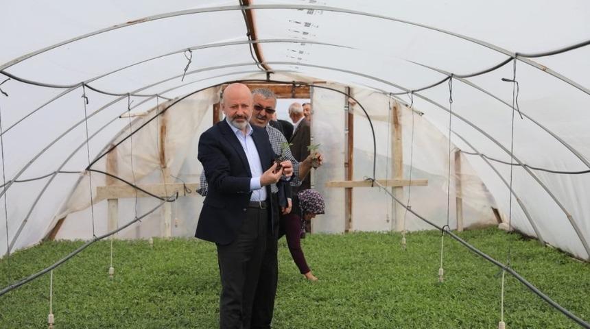 Başkan &Ccedil;olakbayrakdar&rsquo;dan organik domates fidesi dağıtım etkinliğine davet