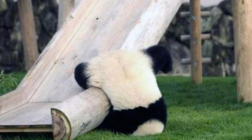 Sakarlıklarıyla sizleri güldürecek 10 hayvan!