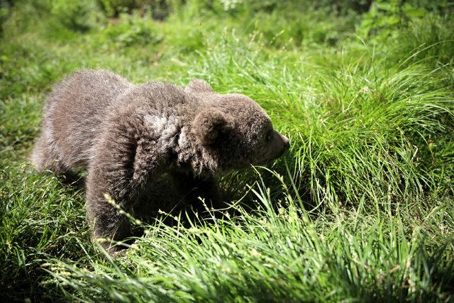 'Yogi' korumaya alındı