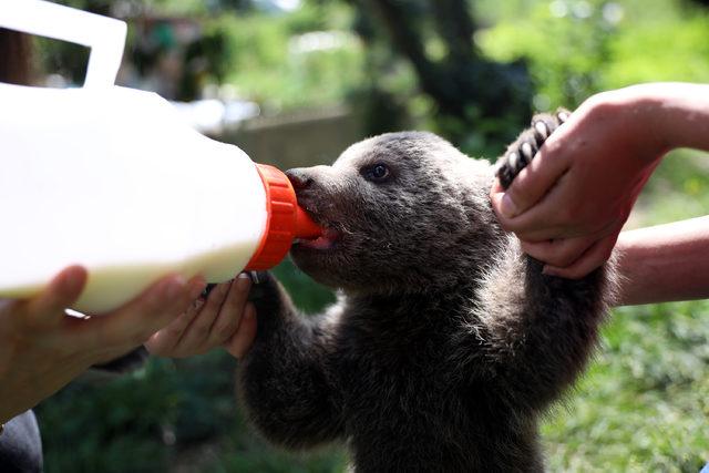 'Yogi' korumaya alındı