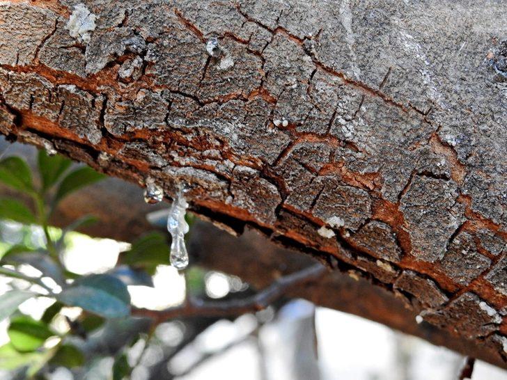 Çeşme’deki toplantıdan sakız ağaçlarının artırılması kararı çıktı G1