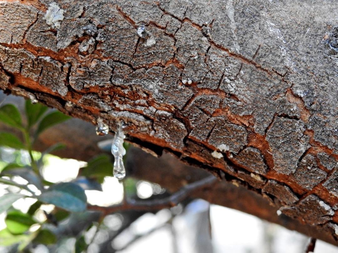 &Ccedil;eşme&rsquo;deki toplantıdan sakız ağa&ccedil;larının artırılması kararı &ccedil;ıktı