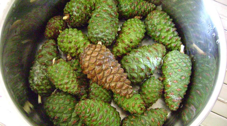 Çam kozalağının faydaları nelerdir?