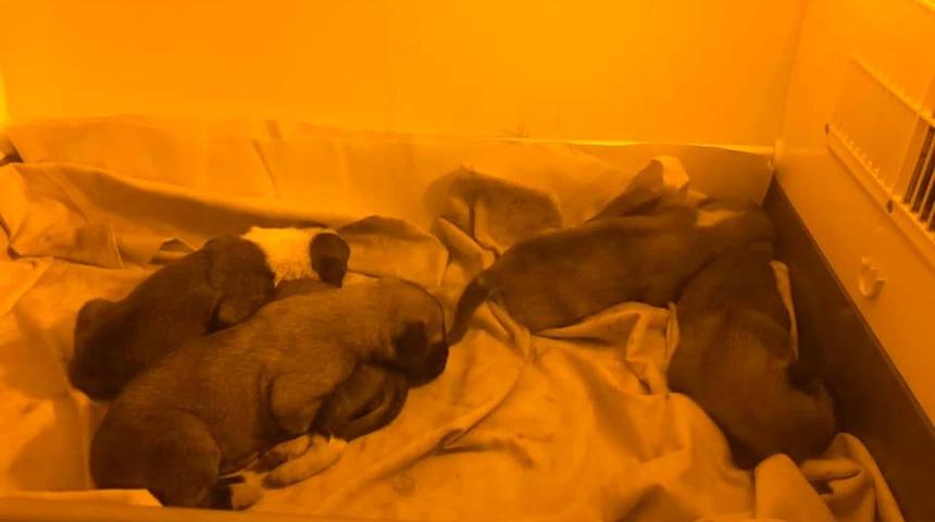 5 yavru köpeği ağzı bağlı çöp poşetiyle attılar