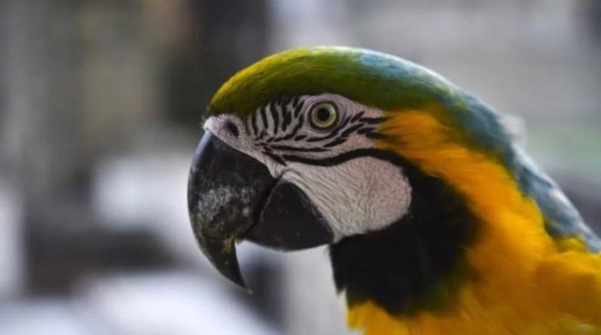 Papağan Freddy&rsquo;nin k&acirc;busu: Silahlı &ccedil;atışmada yaralandı, k&ouml;r oldu, yılan soktu, ka&ccedil;ırıldı