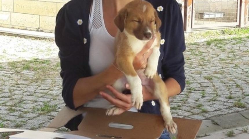 B&uuml;y&uuml;kşehir&rsquo;den &ldquo;Yerel Hayvan Koruma G&ouml;revlisi&rdquo; eğitimi