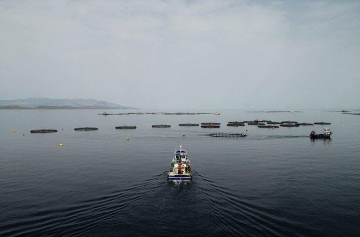 Ege Denizi'nde yeni bir tür balık üretildi: Egeli G1