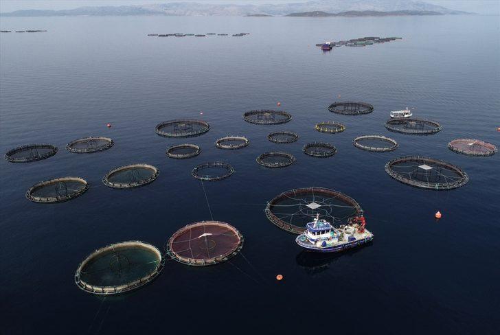 Ege Denizi'nde yeni bir tür balık üretildi: Egeli G3