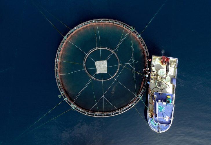 Ege Denizi'nde yeni bir tür balık üretildi: Egeli G4