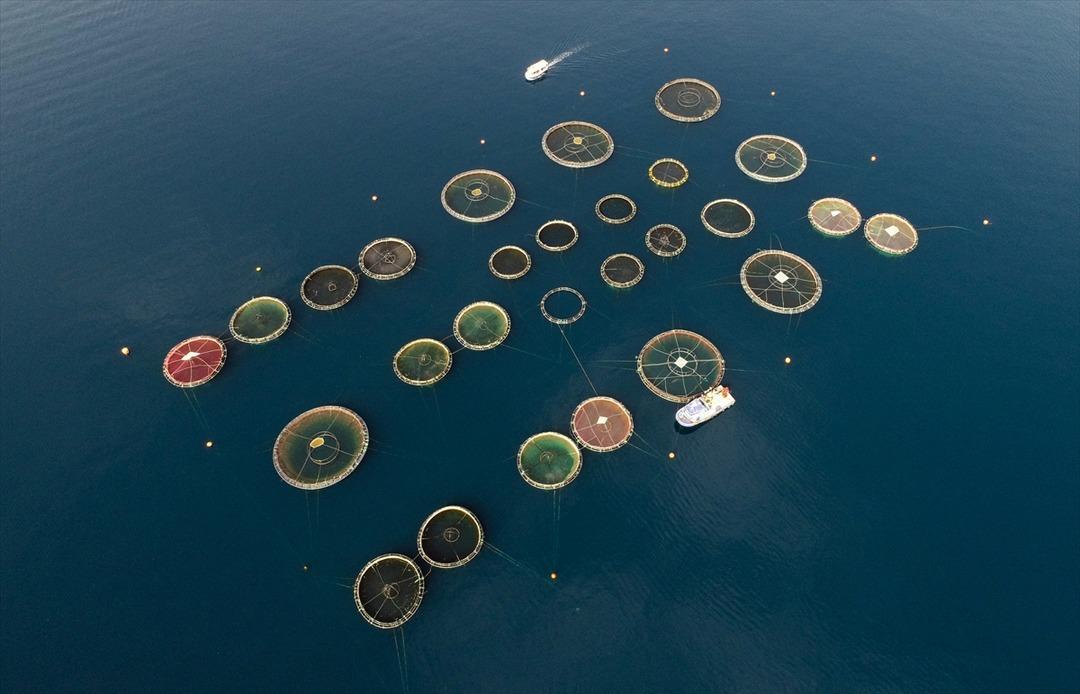 Ege Denizi'nde yeni bir t&uuml;r balık &uuml;retildi: Egeli