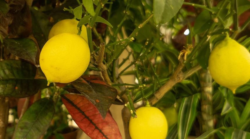 En doğalından: Afiyetle yemeniz i&ccedil;in evde yetiştirebileceğiniz sebze ve meyveler