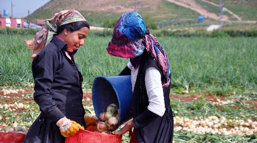 Kuru soğan tarlada kilosu 1,5 liradan satılıyor