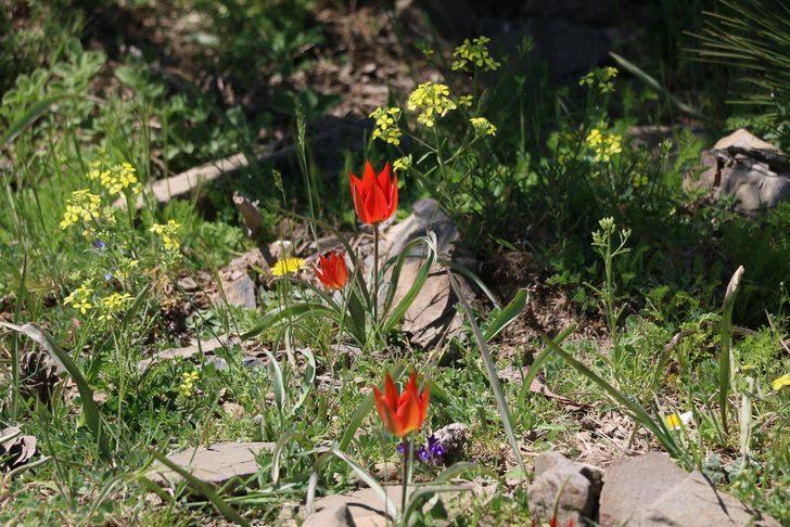 Manisa Lalesi'ni koparana 60 bin lira ceza! G3