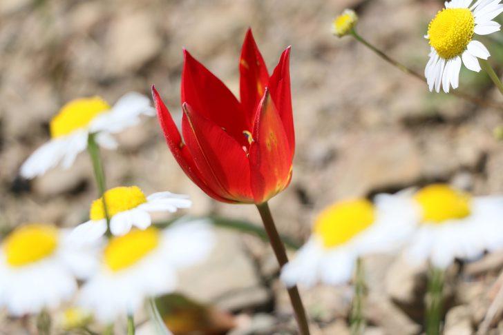 Manisa Lalesi'ni koparana 60 bin lira ceza! G4