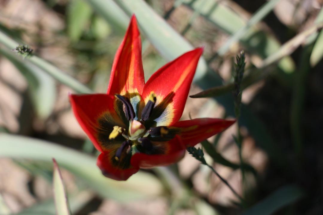 Manisa Lalesi'ni koparana 60 bin lira ceza!