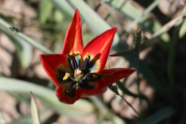 Manisa Lalesi'ni koparana 60 bin lira ceza! G5