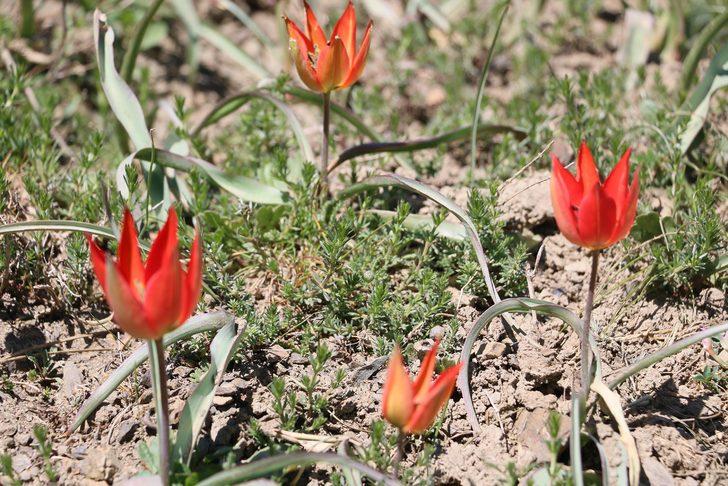 Manisa Lalesi'ni koparana 60 bin lira ceza! G1