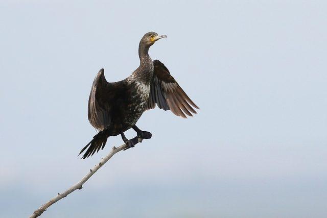 Karacabey yüzlerce kuş fotoğrafçısına ev sahipliği yaptı