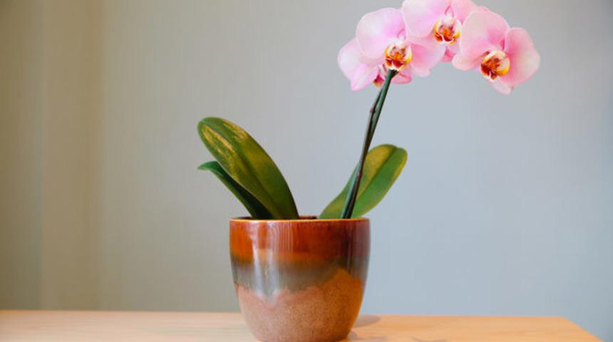 Solmuş orkideyi 1 malzemeyle yeniden canlandırın!