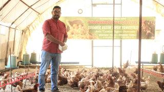 Tavuklar Müslüm Baba ile kavgayı bıraktı, yumurtlamaya başladı 