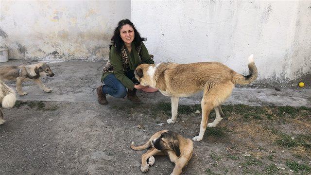Engelli sokak hayvanları için ev açtı
